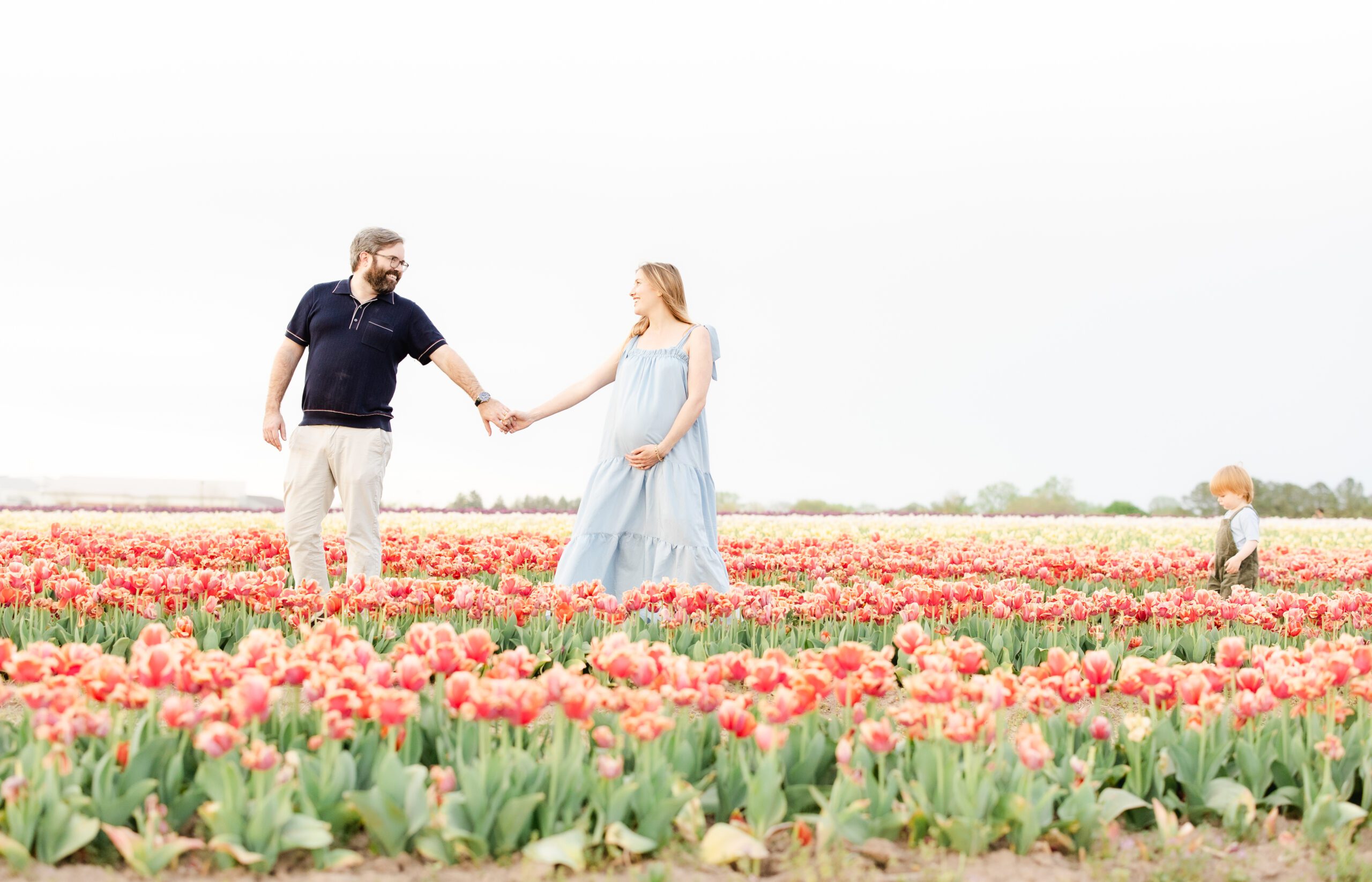 Expecting Mom and Dad and their toddler in a tulip field at Burnside Farms Tulip Festival of Spring in Nockesville, VA