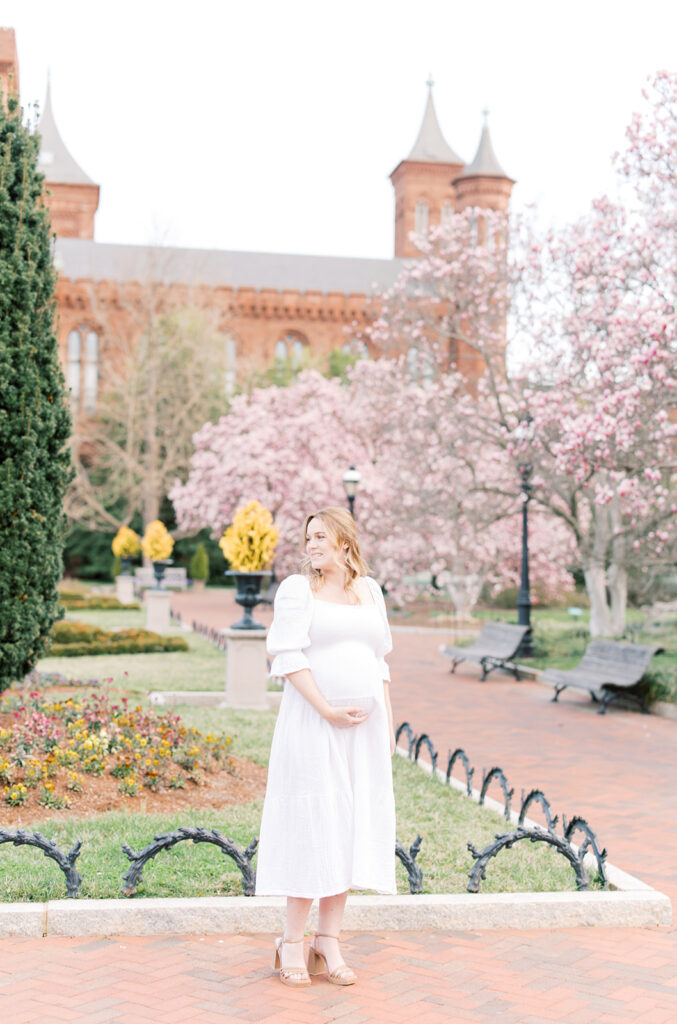 Saucer Magnolia Peak Bloom Washington DC
